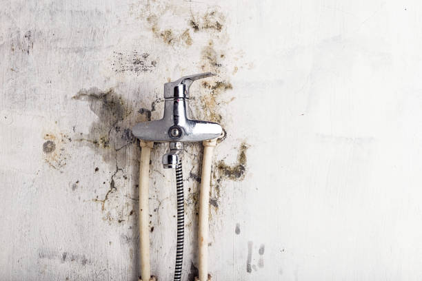 Best Mold Testing  in East Shoreham, NY