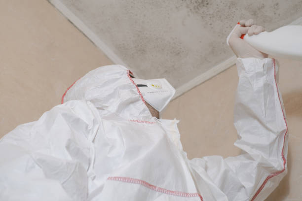 Best Black Mold Removal  in East Shoreham, NY